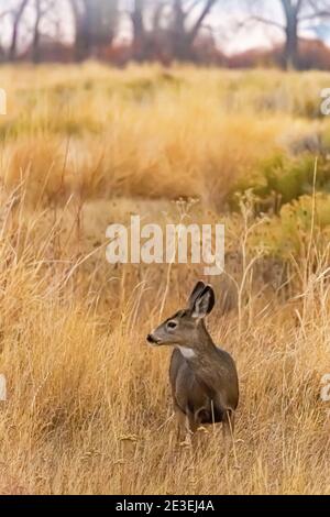 Mule Deer, Odocoileus hemionus, le long de la route de patrouille du Centre dans la réserve naturelle nationale de Malheur, Frenchglen, Oregon, États-Unis Banque D'Images