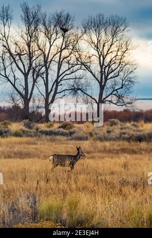 Mule Deer, Odocoileus hemionus, le long de la route de patrouille du Centre dans la réserve naturelle nationale de Malheur, Frenchglen, Oregon, États-Unis Banque D'Images