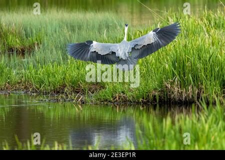 Héron cendré (Ardea cinerea) Banque D'Images