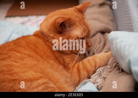 Chat tabby orange reposant confortablement sur un lit Banque D'Images