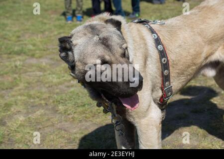 Race Kangal turc berger comme chien de protection de l'élevage Banque D'Images