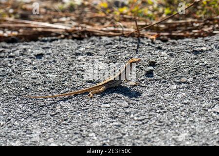 Naples, Floride. Jardin botanique de Naples. Brown Anole, 'Anolis sagrei' assis sur le sol. Banque D'Images