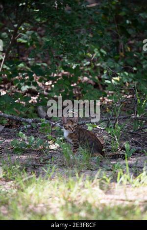 Chaton perdu sans collier regardant autour avec prudence Banque D'Images