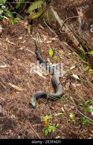 Copeland, Floride. Parc national de la réserve de Fakahatchee Strand. Vue sur toute la longueur d'un serpent d'eau à bande 'Nerodia fasciata' dans les Everglades. Banque D'Images