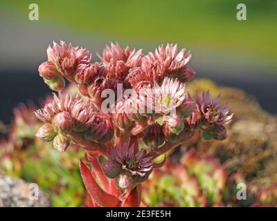 Jolis pétales et sépales roses de Common House Leek (Sempervivum tectorum), alias Hen & Chicks, qui poussent sur un mur de calcaire dans un jardin à Cumbria, Angleterre, Royaume-Uni Banque D'Images