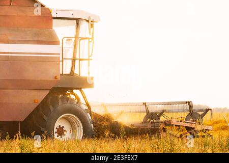 Moissonneuse-batteuse travaillant dans les champs. Récolte de blé en été. Machines agricoles récoltant des semences de blé Banque D'Images