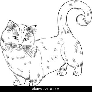 Chat De Race De Munchkin Ou De Saucisse Image Vectorielle Stock Alamy