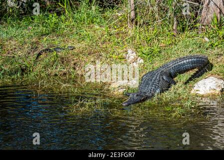 Floride. Alligator américain 'Alligator mississippiensis' et bébé se baquant au soleil dans les Everglades. Banque D'Images