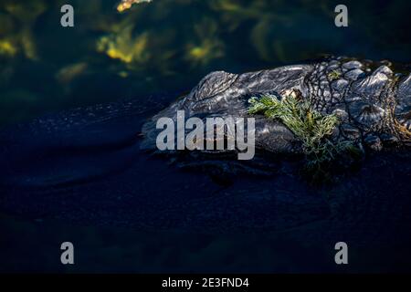 Ochoee, FL. Alligator américain 'Alligator mississippiensis' nageant dans un marais montrant de près l'œil. Banque D'Images