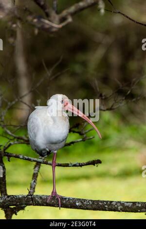 Naples, Floride. Sanctuaire des marais de Corkscrew. Ibis blanc, Eudocimus albus debout sur une jambe dans les everglades. Banque D'Images