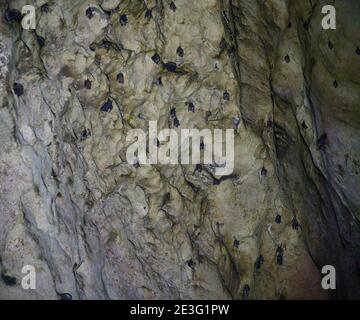 Chauves-souris accrochées au mur de la grotte à l'intérieur de la grotte de Gomanton Banque D'Images