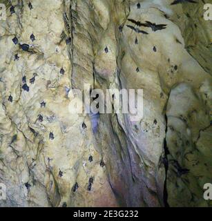 Chauves-souris accrochées au mur de la grotte à l'intérieur de la grotte de Gomanton Banque D'Images