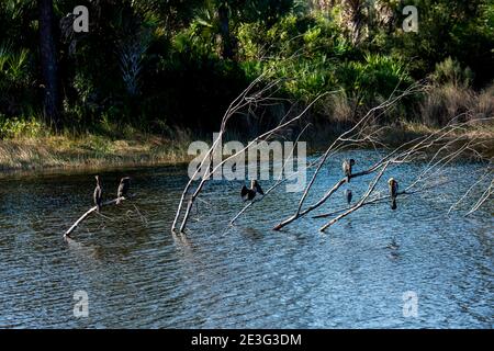 Naples, Floride. Une variété d'oiseaux dont Anhingas perchés sur des branches d'arbres dans un lac dans le jardin botanique de Naples. Banque D'Images