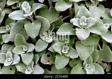 Ballota pseudodictamnus Faux dittany – laineux vert-argent feuilles janvier, Angleterre, Royaume-Uni Banque D'Images