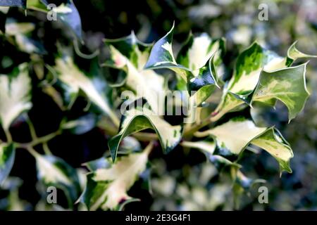 Ilex aquafolium ‘Silver Milkmaid’ Holly Silver Milkmaid – feuilles de vert foncé à variegated torsadées avec blotch blanc crème central, janvier, Angleterre, Royaume-Uni Banque D'Images