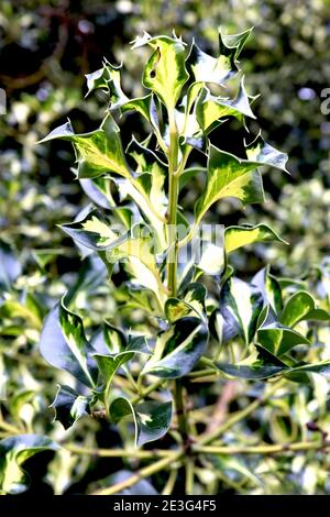 Ilex aquafolium ‘Silver Milkmaid’ Holly Silver Milkmaid – feuilles de vert foncé à variegated torsadées avec blotch blanc crème central, janvier, Angleterre, Royaume-Uni Banque D'Images