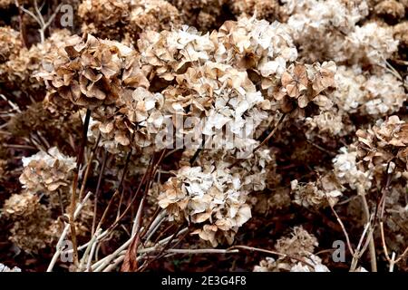 Hydrangea macrophylla têtes de fleurs séchées hortensia têtes de fleurs rondes, janvier, Angleterre, Royaume-Uni Banque D'Images