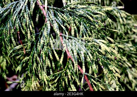 Thuja plicata «Zebrina» cèdre rouge de l’Ouest «Zebrina» a joué des feuilles d’or et de vert semblables à des zébrures, janvier, Angleterre, Royaume-Uni Banque D'Images