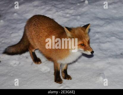 Renard rouge Ezo dans la neige à Hokkaido, Japon. Banque D'Images