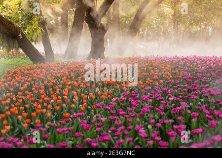 Tulipes colorées et lumineuses lors d'une journée de printemps venteuse. Banque D'Images