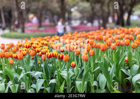 Tulipes colorées et lumineuses lors d'une journée de printemps venteuse. Banque D'Images