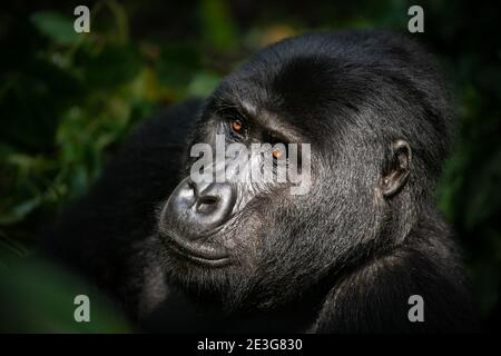 Des gorilles de montagne sauvages en danger critique en Ouganda. Banque D'Images