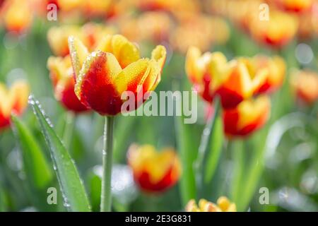 Tulipes colorées et lumineuses lors d'une journée de printemps venteuse. Banque D'Images