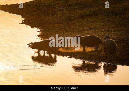 Hippos sauvages en Afrique. Banque D'Images