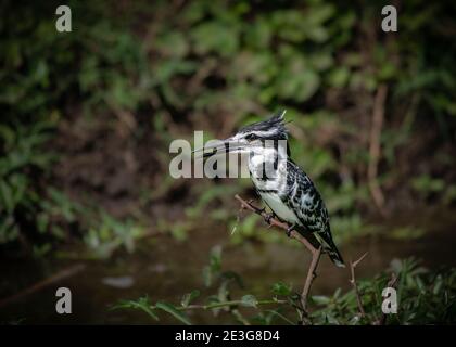 Un pékan à pied (Ceryle rudis) dans le parc national de la Reine Elizabeth, en Ouganda. Banque D'Images