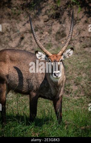 Mâle de Waterbuck sauvage en Afrique. Banque D'Images