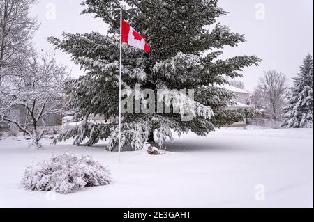 Drapeau du Canada et pin dans la neige Banque D'Images