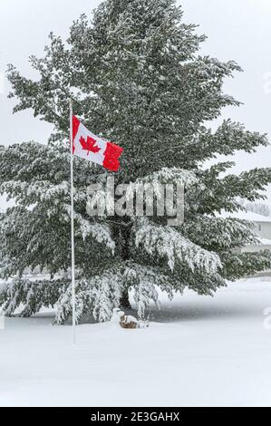 Drapeau du Canada et pin dans la neige Banque D'Images