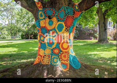 Crochet pour les arbres gros plan à Morgantown en Virginie occidentale Banque D'Images