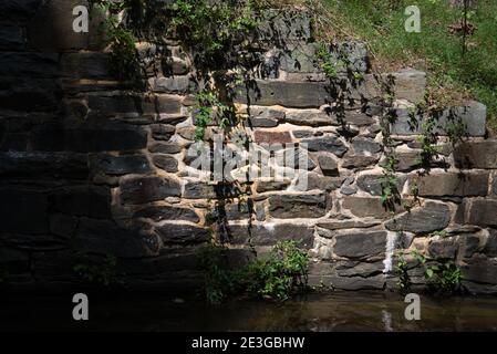 Mur de briques avec des vignes qui poussent dessus Banque D'Images