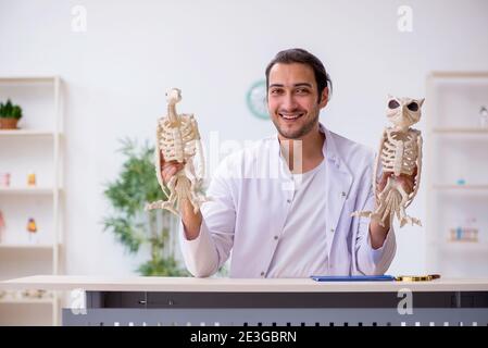 Jeune zoologiste démontrant des squelettes d'aigle et de chouette Banque D'Images