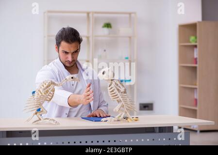 Jeune zoologiste démontrant des squelettes d'aigle et de chouette Banque D'Images