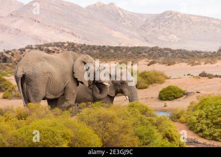 Éléphants d'Afrique (Loxodonta africana) dans la nature contre toile de fond de montagne dans le Cap occidental, Afrique du Sud Banque D'Images