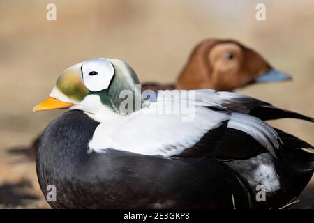 Un mâle Eider spectaculaire en Alaska Banque D'Images