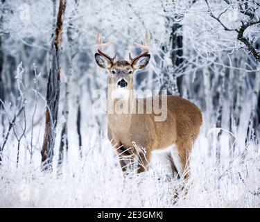 Buck de cerf à queue blanche par une journée hivernale glacielle, Manitoba, Canada. Banque D'Images