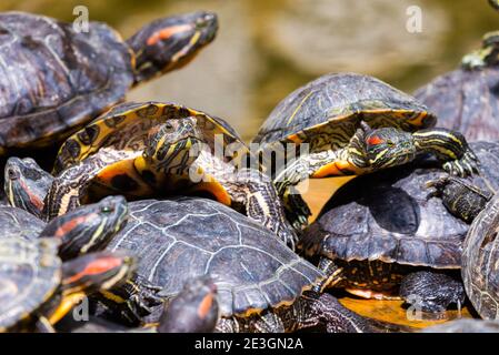 Groupe de curseurs à oreilles rouges ou Trachemys scripta elegans dans le pool. Des dizaines de tortues coulissantes à ventre jaune bronzant sur une surface en bois. Banque D'Images