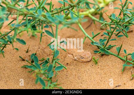 Agama à tête craquée enfouie dans le sable de steppe. Banque D'Images