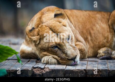 Un grand lion endormi, animal bête Banque D'Images