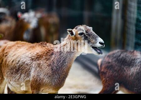 Gros plan d'un groupe d'antilopes de montagne femelles Banque D'Images