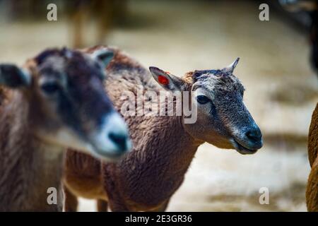 Gros plan d'un groupe d'antilopes de montagne femelles Banque D'Images