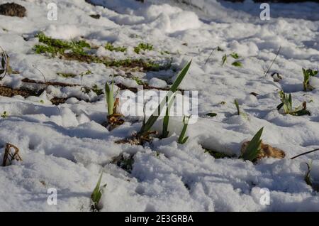 Des pousses vertes de fleurs d'iris se brisent sous la neige. Thème du printemps. Personne. Banque D'Images