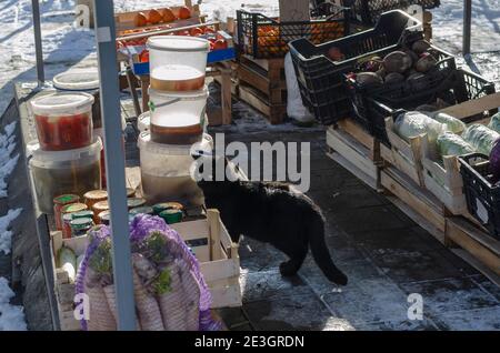 La vie des animaux sans abri dans la ville d'hiver. Des défilés noirs errants à travers le marché alimentaire local. Le chat fait partie des caisses de légumes. Odessa, Ukraine Banque D'Images