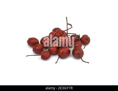 Fruit de Crataegus communément appelé aubépine, épine-épine, arbre de mai, orme blanc ou épine-corne. Cure pour le coeur. Herbes médicinales séchées isolées sur la merde Banque D'Images