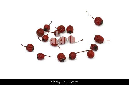 Fruit de Crataegus communément appelé aubépine, épine-épine, arbre de mai, orme blanc ou épine-corne. Cure pour le coeur. Herbes médicinales séchées isolées sur la merde Banque D'Images