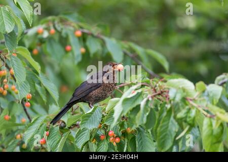 Blackbird, Turdus merula ; Young in Cherry Tree ; Royaume-Uni Banque D'Images