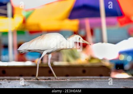 Egret de bétail ; Bubulcus ibis ; chasse aux mouches ; marché Victoria ; Mahé ; Seychelles Banque D'Images